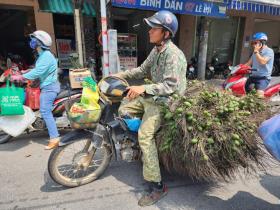 Giá cao kỷ lục, 1 tấn cau đổi được 1 lượng vàng