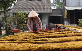 “Đánh thức” Làng nghề trồng mai xã Tân Tây để làm du lịch nông thôn  第2张