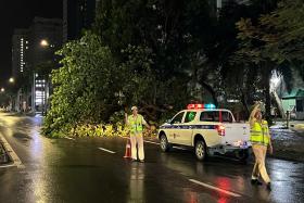 Hàng trăm cây xanh ở Thanh Hóa, Nghệ An bật gốc 