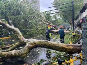 Bão Bebinca quật ngã hơn 10.000 cây xanh ở Thượng Hải  第1张