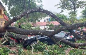  Mưa to, gãy cành xà cừ đè trúng 1 giáo viên, 4 ô tô bẹp rúm ở Thanh Hóa 