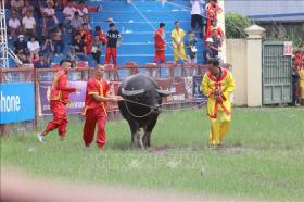 Sau bão số 3, Đồ Sơn lại mở lễ hội chọi trâu