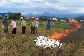 Hàng nghìn cạm bẫy chim trời giăng khắp ruộng ở Thừa Thiên Huế