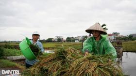 Người dân Hà Nội &quot;mót&quot; từng cọng lúa chìm trong nước, nhiều nhà mất trắng  第6张