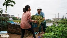 Người dân Hà Nội &quot;mót&quot; từng cọng lúa chìm trong nước, nhiều nhà mất trắng  第5张