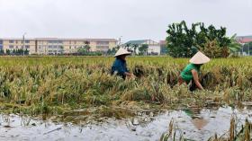 Người dân Hà Nội &quot;mót&quot; từng cọng lúa chìm trong nước, nhiều nhà mất trắng  第9张