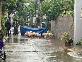 Hội Nông dân Hà Nội khẩn trương hỗ trợ hội viên khắc phục hậu quả do bão lũ