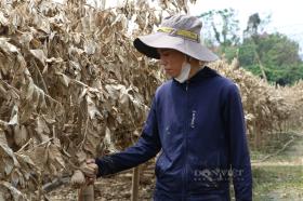 Nông dân gượng dậy thế nào sau bão Yagi: Những &quot;bàn tay&quot; phật thủ... trôi theo lũ, một xã mất 250 tỷ đồng (Bài 1)