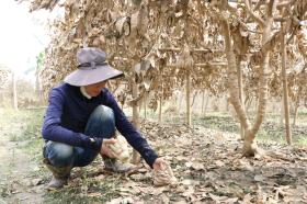 Nông dân gượng dậy thế nào sau bão Yagi: Những &quot;bàn tay&quot; phật thủ... trôi theo lũ, một xã mất 250 tỷ đồng (Bài 1)  第3张