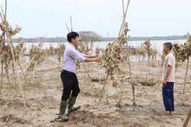 Nông dân gượng dậy thế nào sau bão Yagi: Những &quot;bàn tay&quot; phật thủ... trôi theo lũ, một xã mất 250 tỷ đồng (Bài 1)