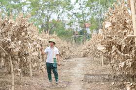 Nông dân gượng dậy thế nào sau bão Yagi: Những &quot;bàn tay&quot; phật thủ... trôi theo lũ, một xã mất 250 tỷ đồng (Bài 1)