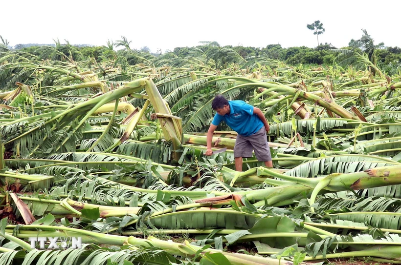  Vì sao bảo hiểm nông nghiệp vẫn chưa thể phát huy hiệu quả? 第1张