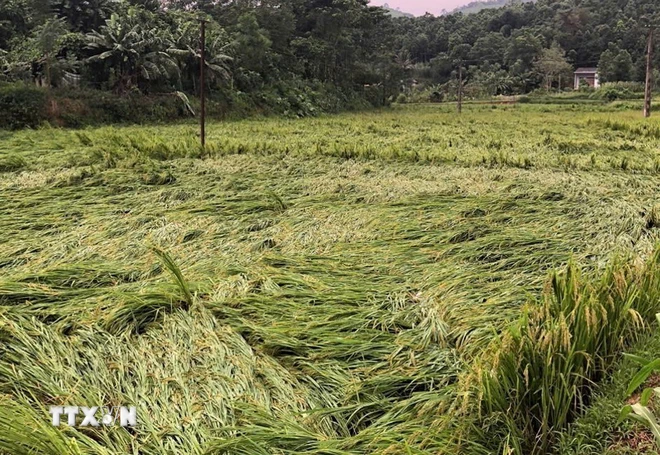  Vì sao bảo hiểm nông nghiệp vẫn chưa thể phát huy hiệu quả? 第2张