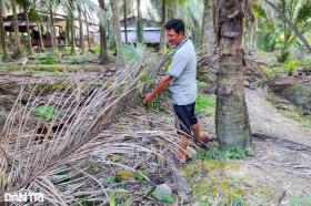 Sâu đầu đen &quot;tấn công&quot; 200ha dừa, nông dân đứng trước nguy cơ trắng tay  第2张