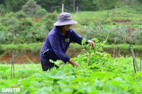 Người phụ nữ suýt đổ vỡ hôn nhân vì... mải lo trồng rau