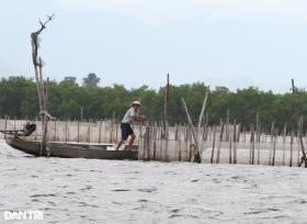 &quot;Ma trận cọc&quot; trên đầm phá lớn nhất Đông Nam Á