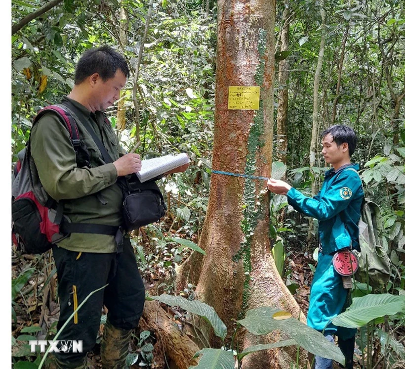  Thanh Hóa: Nhân giống, bảo tồn hai loài cây quý Vù hương và Re gừng 