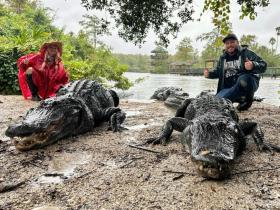 Dân Florida hoảng hồn vì cá sấu lên trú ở phòng khách sau bão Milton