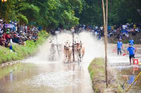  VIDEO: Cuồng nhiệt Hội đua bò chùa Rô ở An Giang 第7张