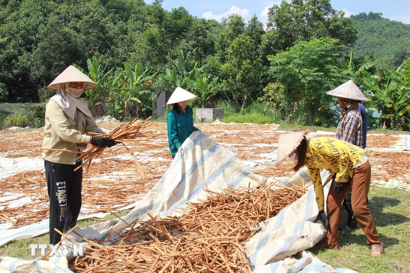  Yên Bái: Quế Văn khó &quot;chồng&quot; khi thị trường suy giảm 第1张