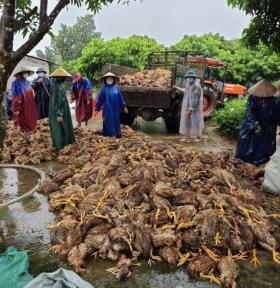  Quảng Bình: Sau đêm lũ, đàn gà 6.000 con chỉ còn vài thoi thóp 第2张